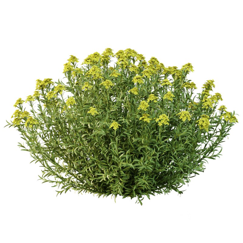 Euphorbia palustris Plant 02 Image 3