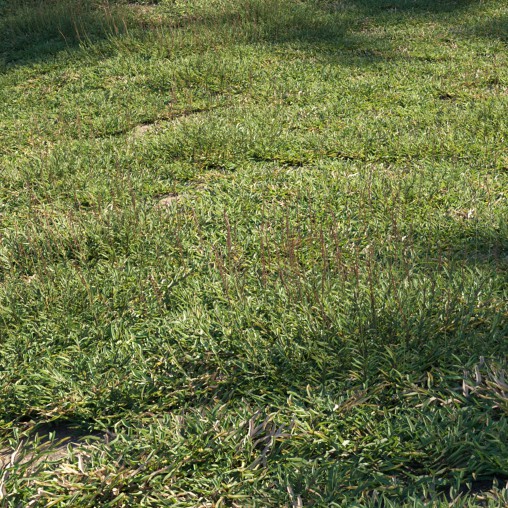 Eremochloa ophiuroides – cut 03