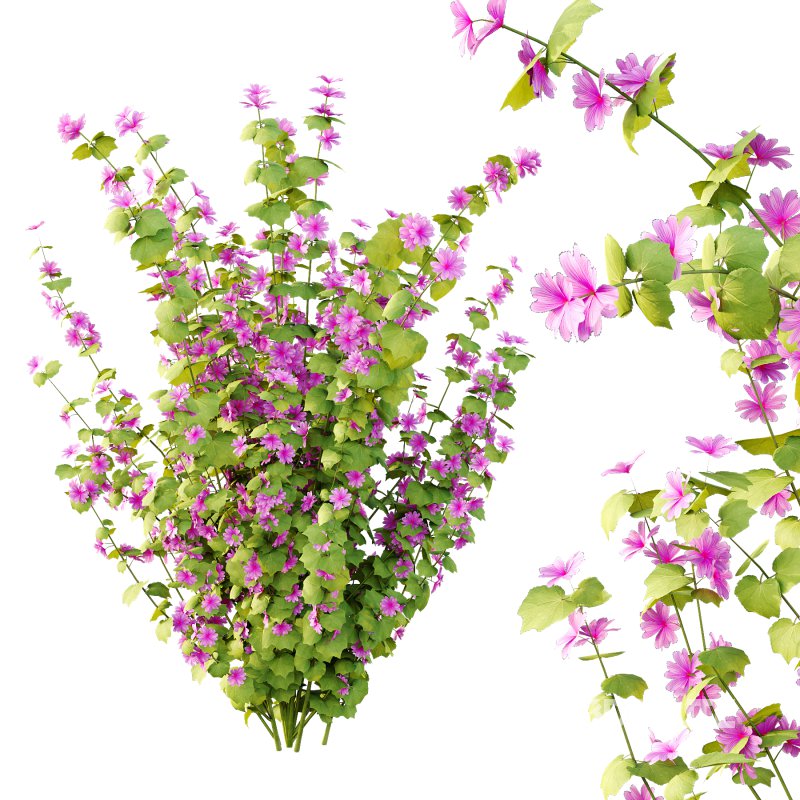 Lavatera Cachemiriana Plant 01 Image 3