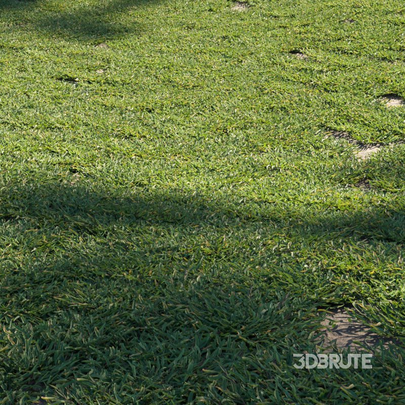 Eremochloa ophiuroides – cut 01 Image 2