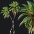 AV Cocos Nucifera Windy and Roystonea Regia palm trees - Thumbnail 3