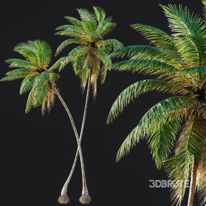 AV Cocos Nucifera Windy and Roystonea Regia palm trees Image 3