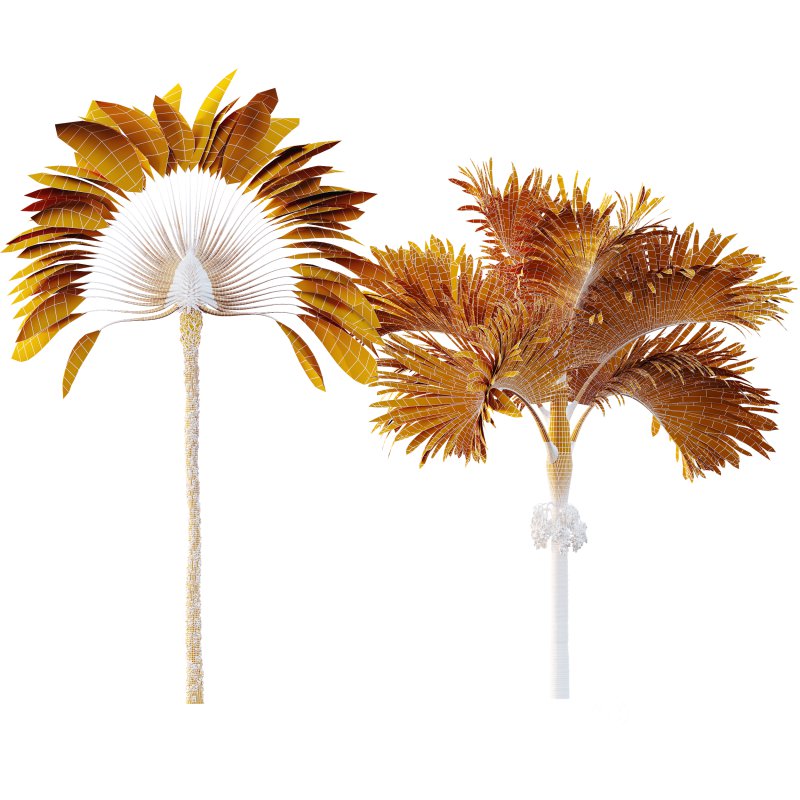 AV Ravenala Madagascariensis Travelers Palm and Areca Catechu Decorative Garden Fruit Image 9