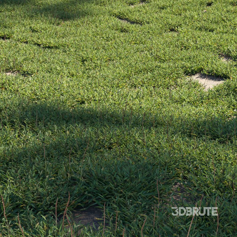 Eremochloa ophiuroides – set 01 Image 2