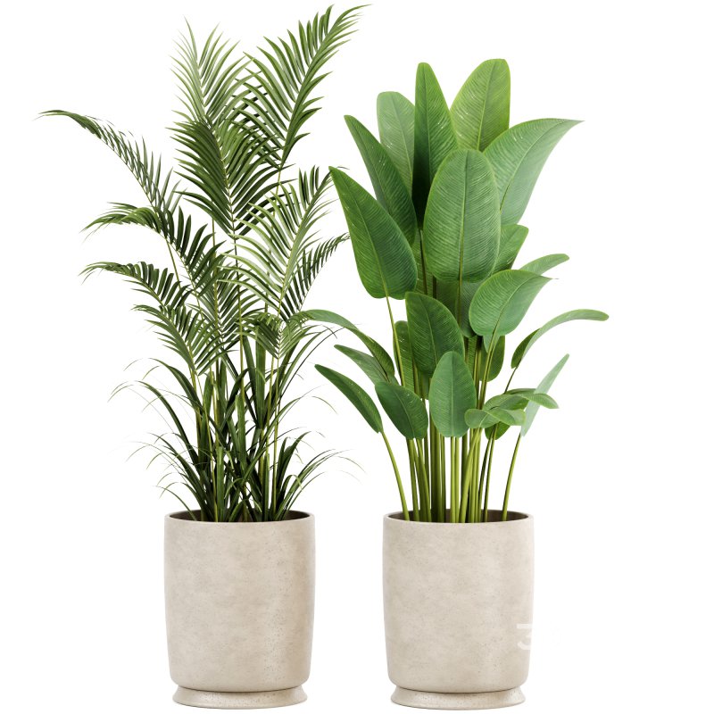 Indoor plants set158 Image 2