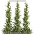 Outdoor Plants-Ivy Plant set38 - Thumbnail 3