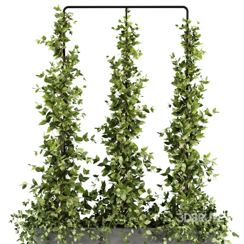 Outdoor Plants-Ivy Plant set38 Image 3