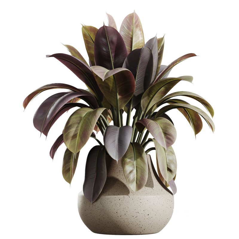 AV Indoor plants set 173 Mission Leccino Arbequina and Ficus Robusta Abidjan and Ficus African Fig Image 3