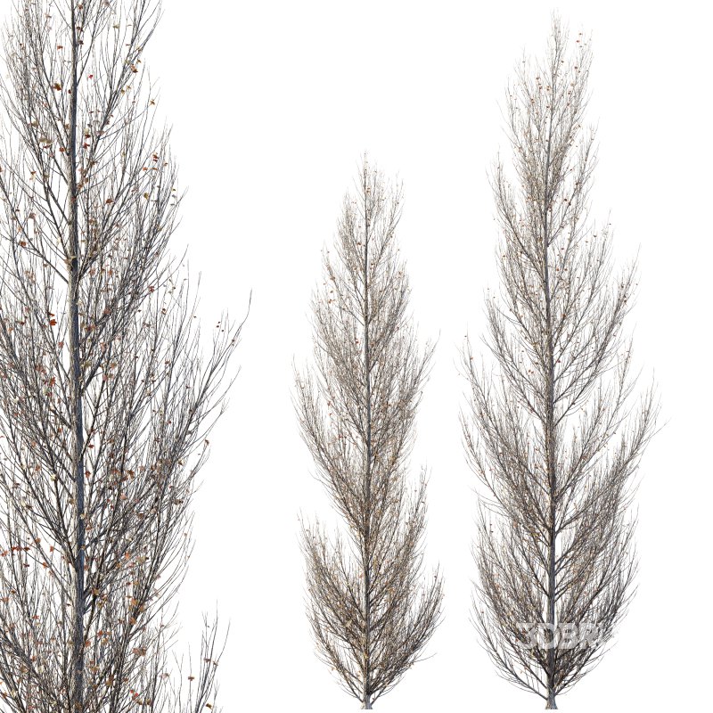 AV Plants Acer X freemanii Freeman Maple Sapindaceae Armstrong Winter Snow Image 3