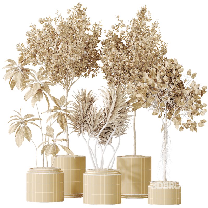 AV Indoor plants set 162 Mandarin Citrus Fruit Orange and Ficus Cyathistipula and Benjamina African Fig and Yucca Aloifolia Rostrata Palm Image 7