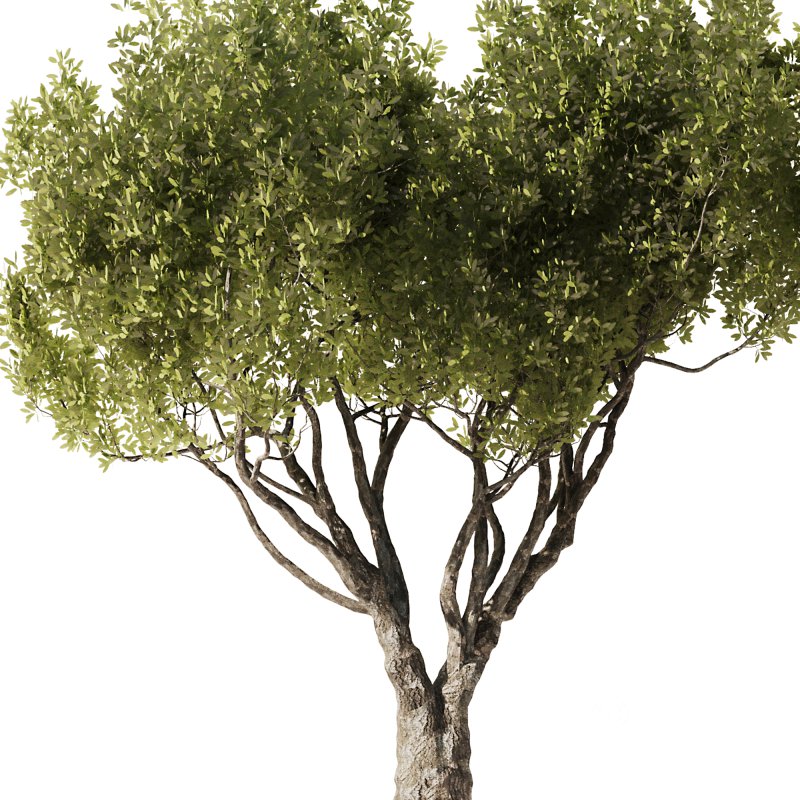 Olive Tree Set52 Image 4