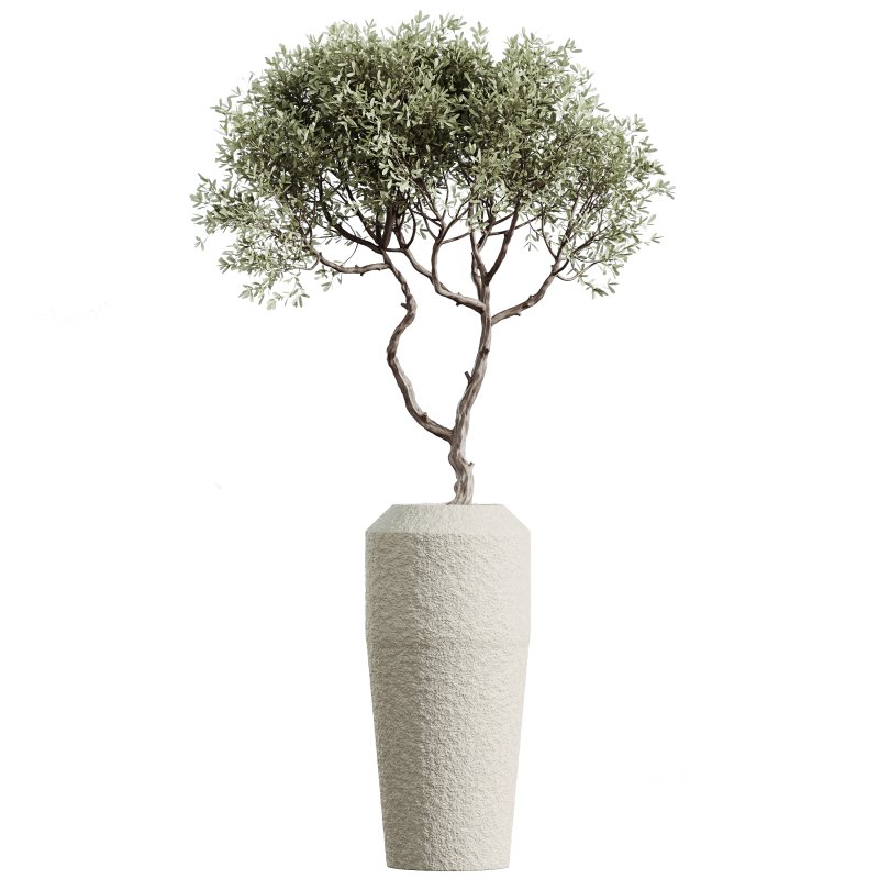 AV Indoor plants set 172 Mission Arbequina Olive and Ravenala Banana Strelitzia and Spineless Yucca Aloifolia Rostrata Image 5