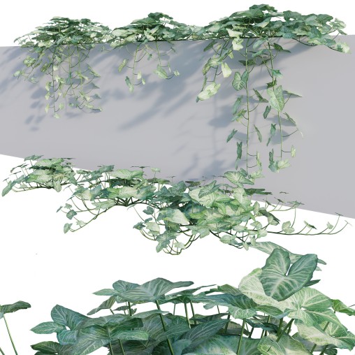 Aglaonema muntifolium 02