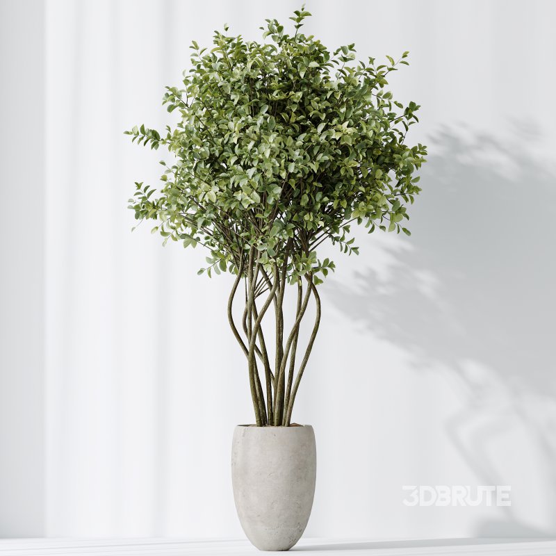 AV Indoor plants set 166 Beech Olea Europaea Olive Eucalyptu and Elegant Monstera Deliciosa and Ficus Cyathistipula Image 6