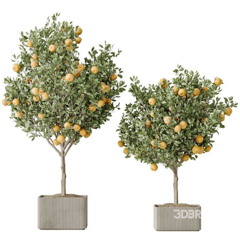 AV Indoor plants set 165 Arbequina Wilsonii Chemlali Olive and Mandarin Citrus Fruit Orange and Ravenala Banana Strelitzia Image 2