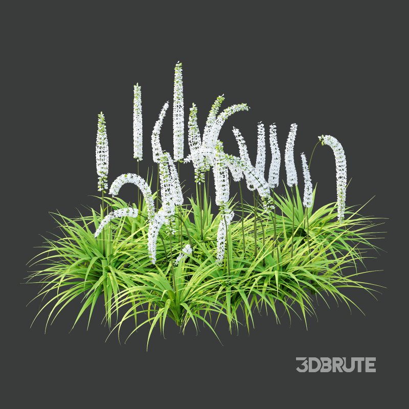 eremurus himalaicus Plant 01 Image 2