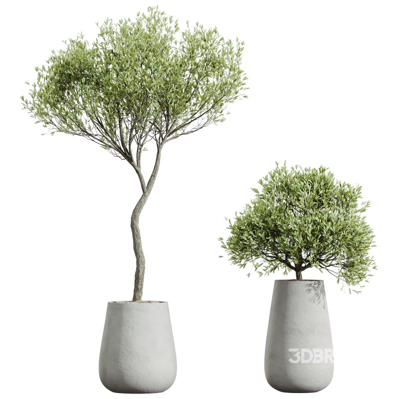 AV HousePlants Mission Kalamata Leccino Arbequina Wilsonii Chemlali Olive Set40 Image 2