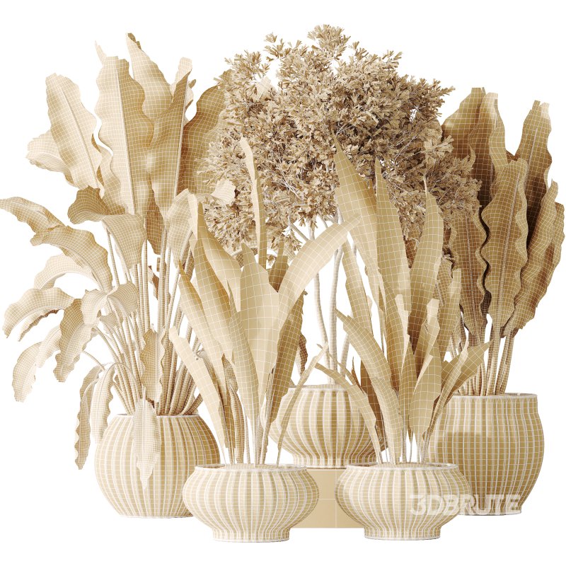 AV Indoor plants set 164 Ravenala Banana Strelitzia Nicolai Bird and Aspidistra Elatior and Arbequina Wilsonii Chemlali Olive Image 8