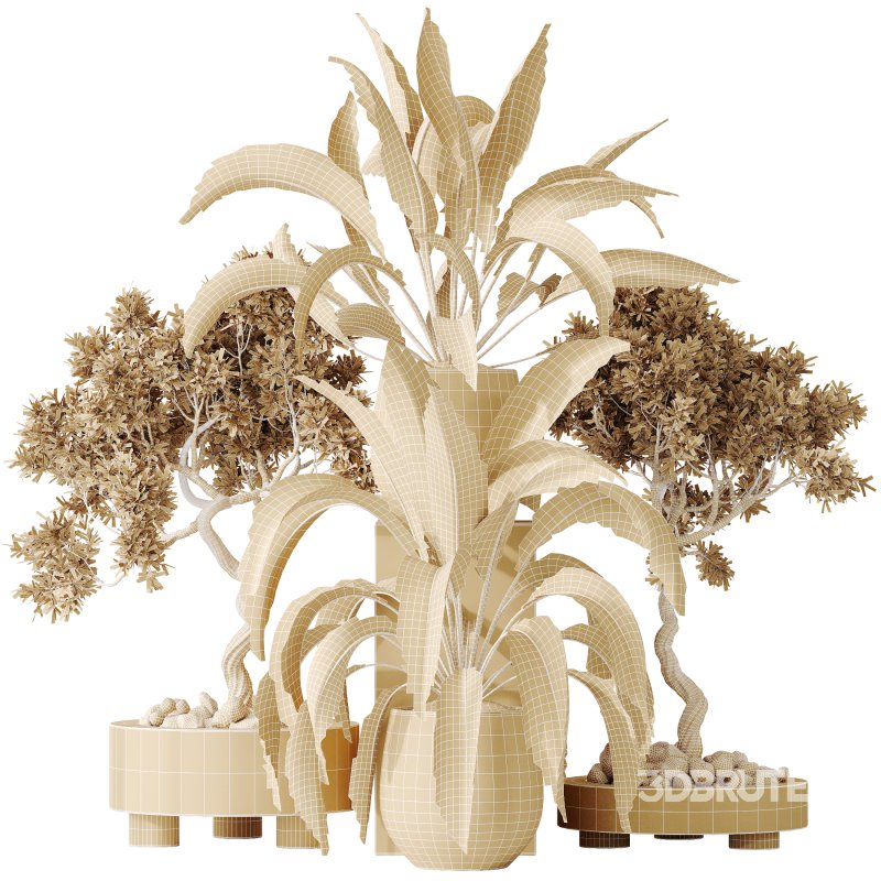 AV Indoor plants set 157 Mission Kalamata Chemlali Olive and Spathiphyllum Wallisii Bellini Peace Lily Domino Image 12