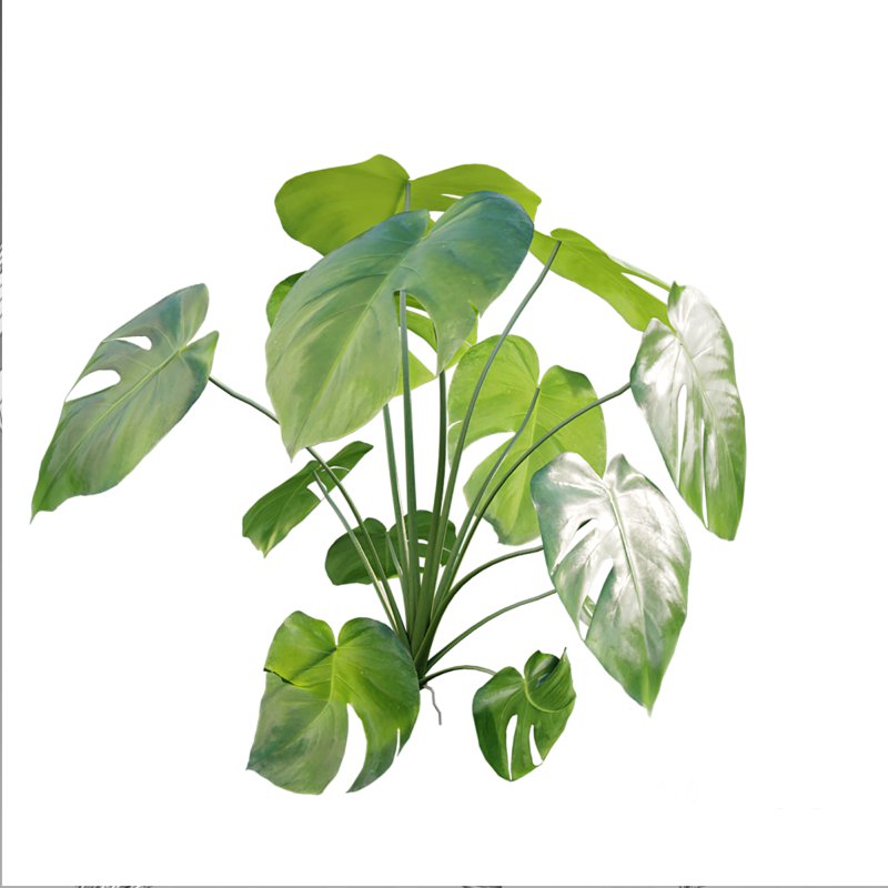 Monstera deliciosa Image 3