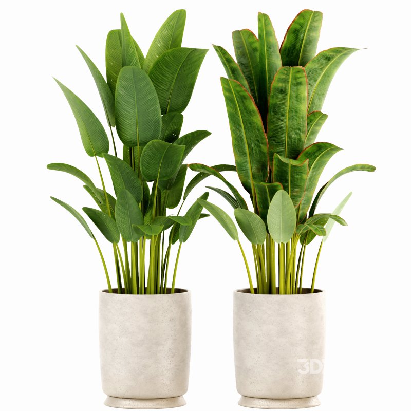 Indoor plants set159 Image 2