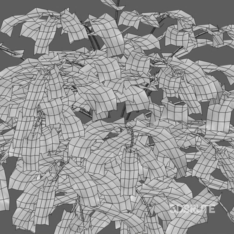 Coniogramme japonica – Fern Image 3