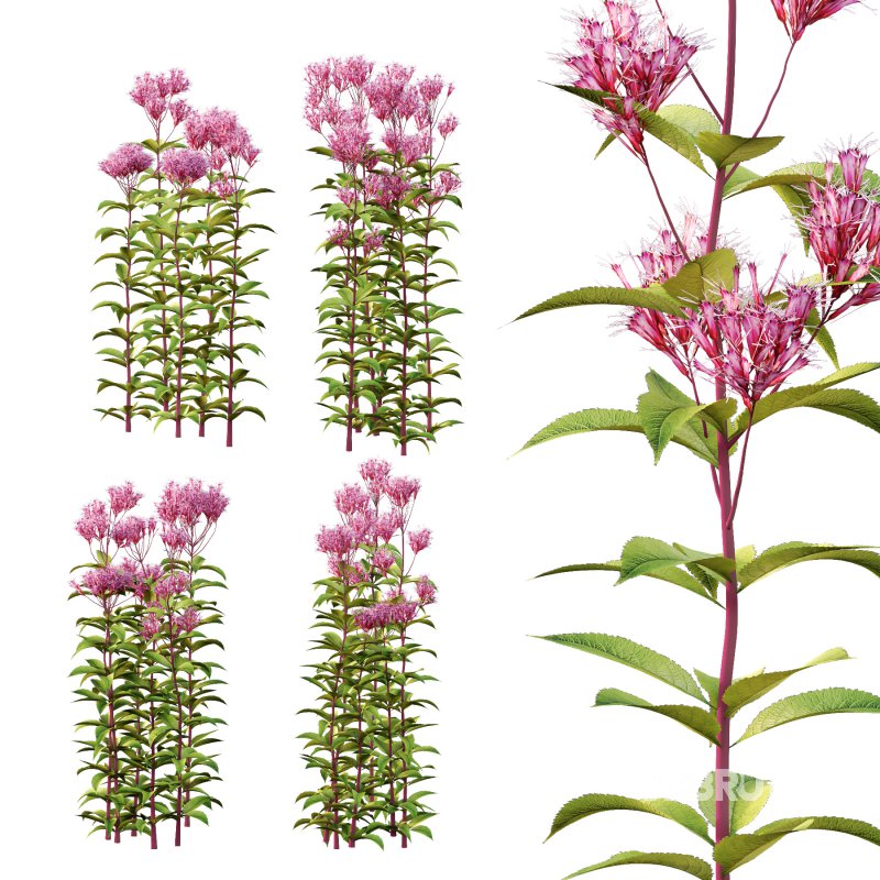 Eupatorium Purpureum Plant 01 Image 2