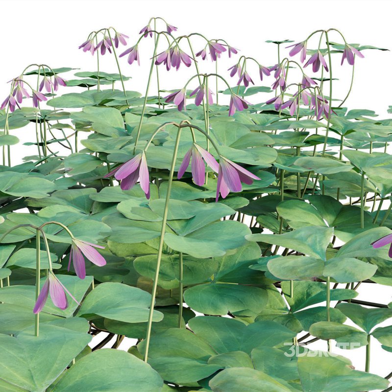 Trifolium – Oxalidaceae 02 Image 2