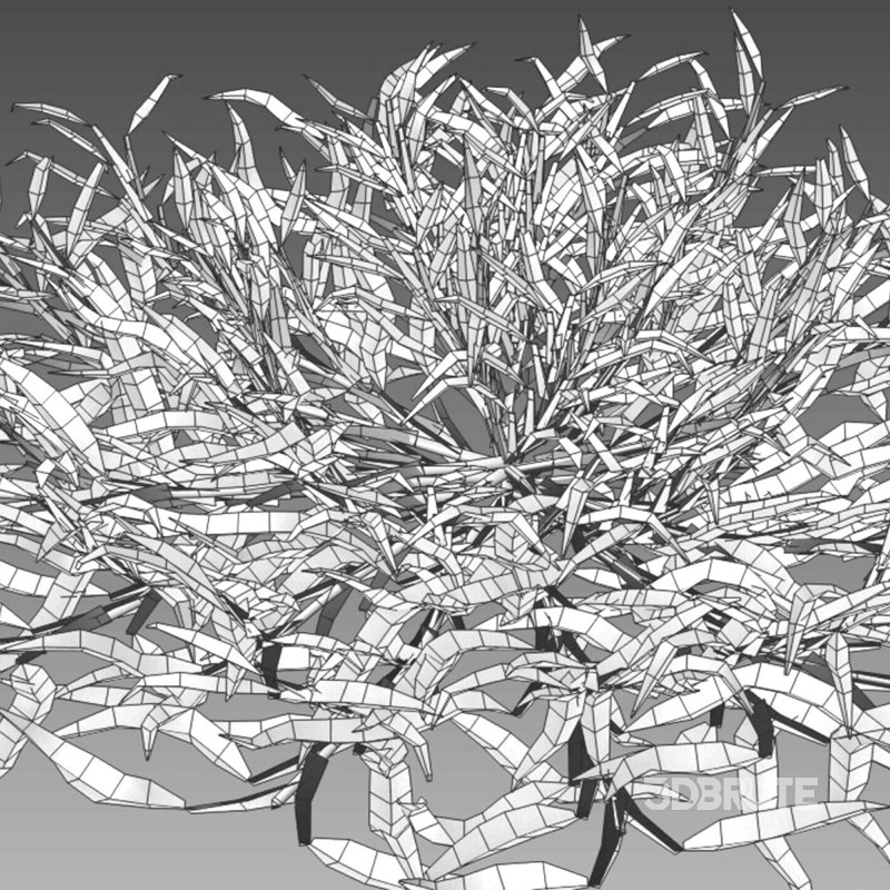 Eremochloa ophiuroides – set 02 Image 10