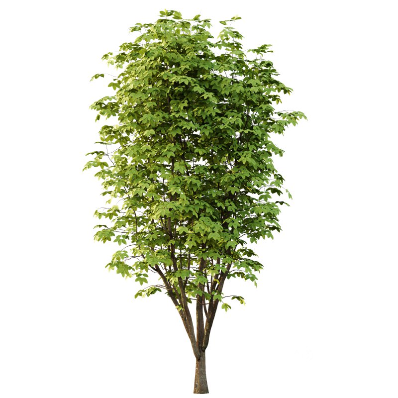 Fraxinus Rhynchophylla Tree 04 Image 1