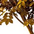 Fraxinus Rhynchophylla Tree 03 - Thumbnail 5