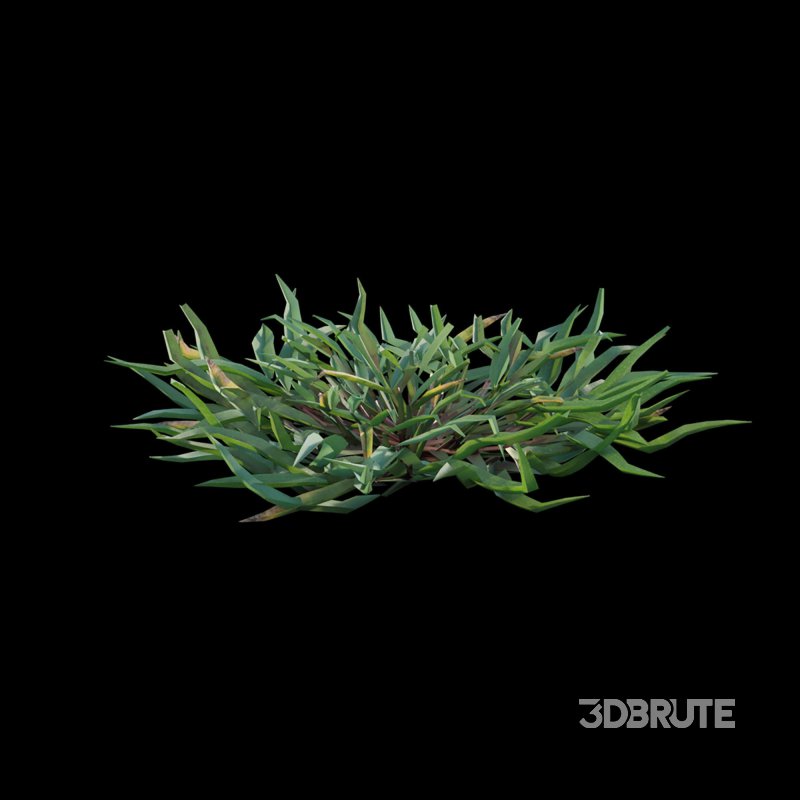 Eremochloa ophiuroides – cut 02 Image 7