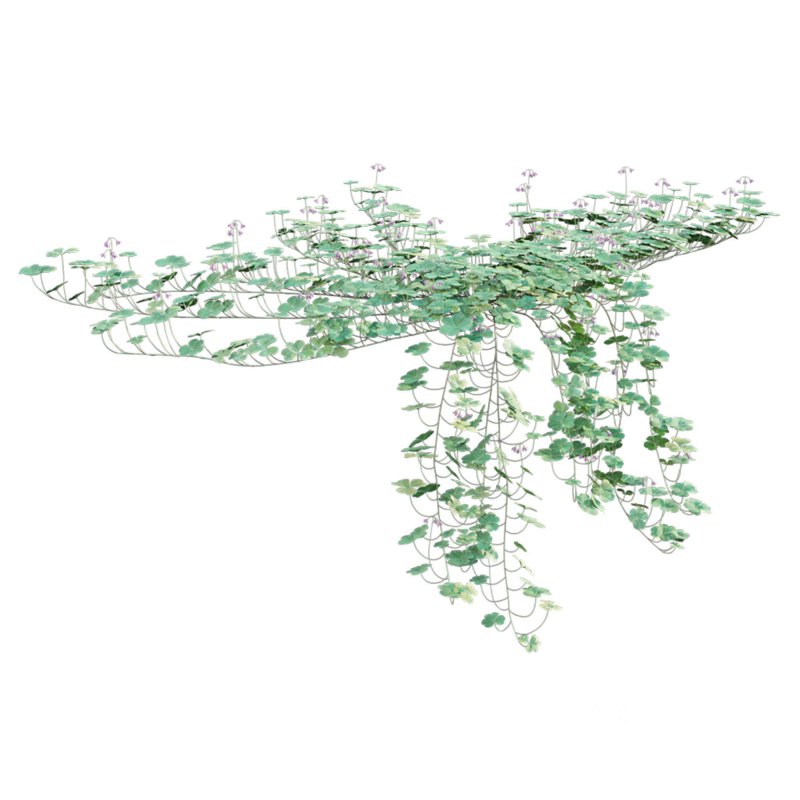 Trifolium – Oxalidaceae 02 Image 6