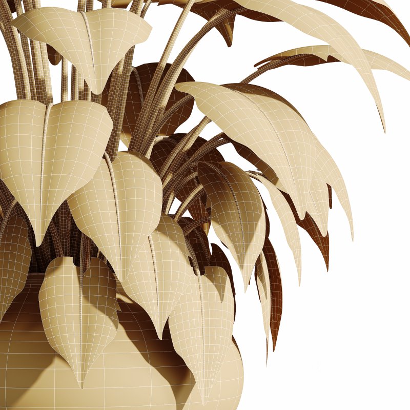 AV HousePlants Alocasia Image 3