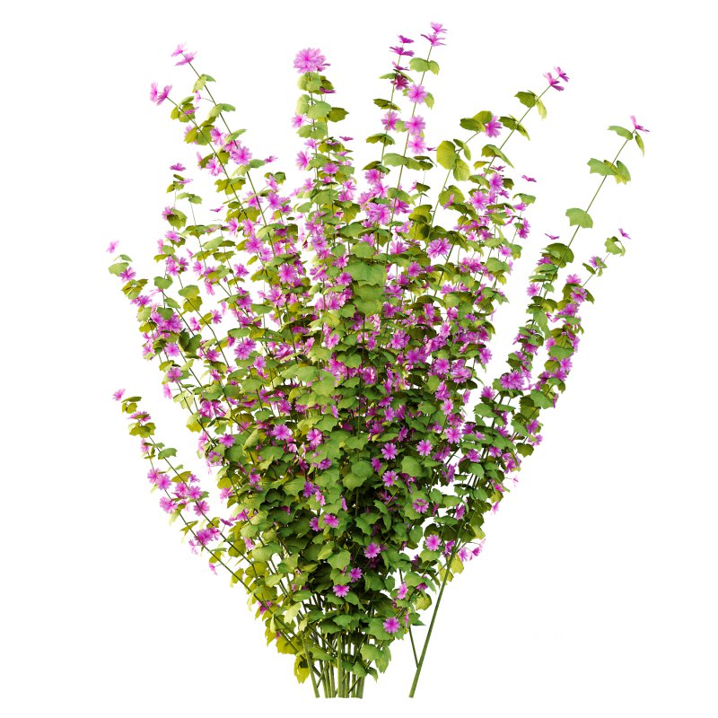 Lavatera Cachemiriana Plant 01 Image 7