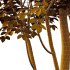Fraxinus Rhynchophylla Tree 05 - Thumbnail 4