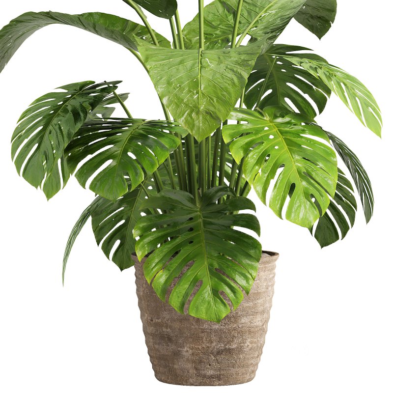 Indoor jungle Image 4