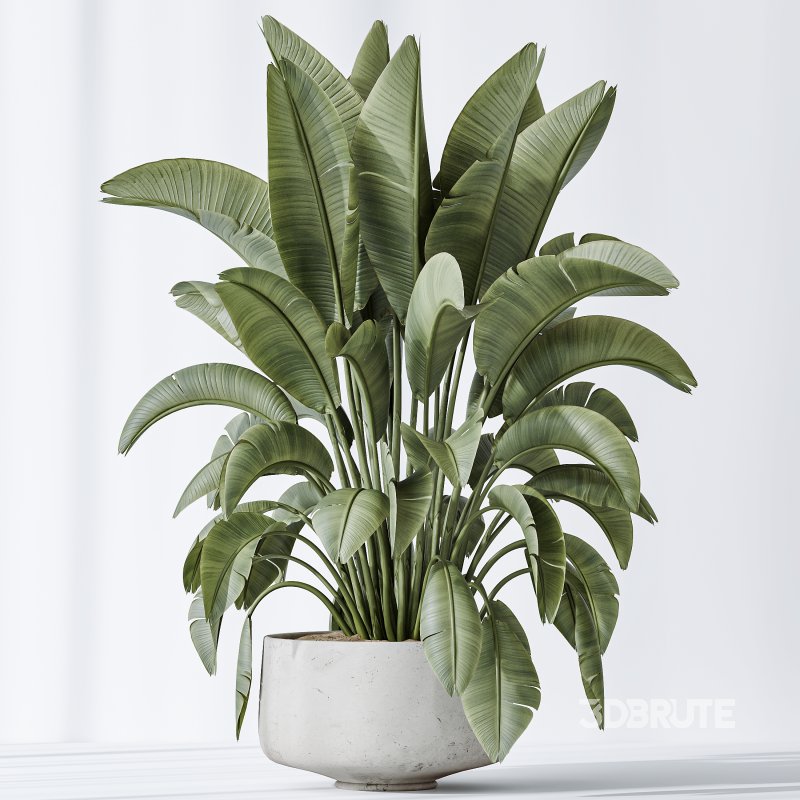 AV Indoor plants set 159 Europaea Olive Eucalyptu Joyplants and Spineless Yucca Aloifolia Rostrata Palm and Ravenala Banana Strelitzia Image 7