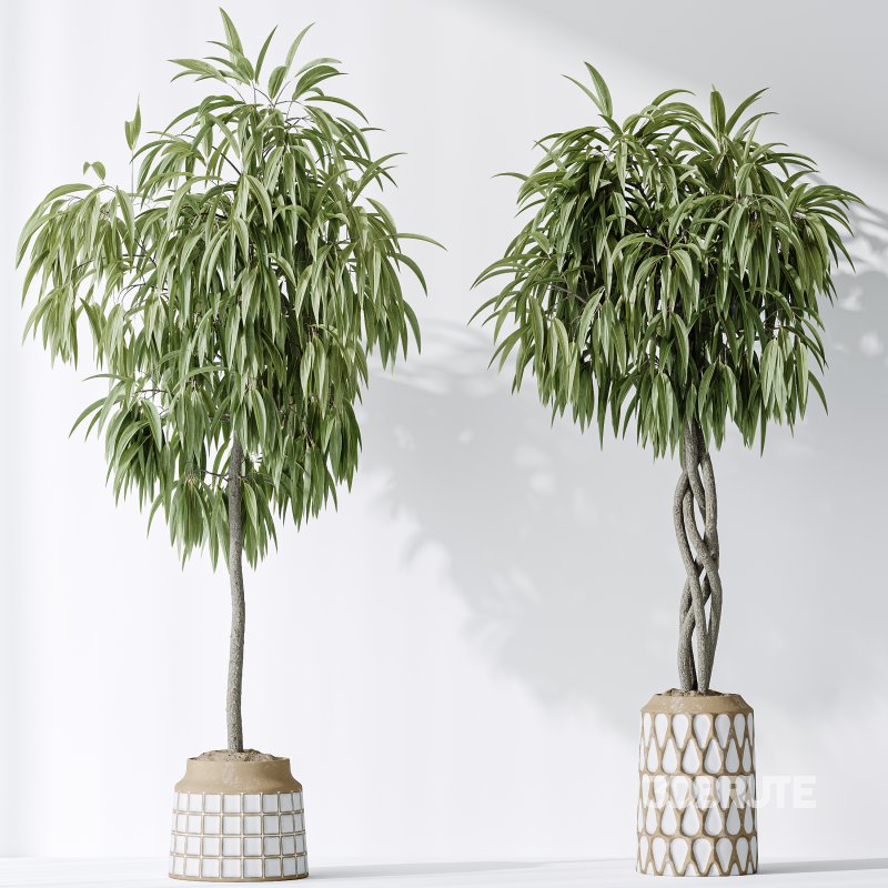 AV Indoor plants set 174 Ficus Binnendijkii and Mission Leccino Arbequina Olive and Snake Green Sansevieria Image 8