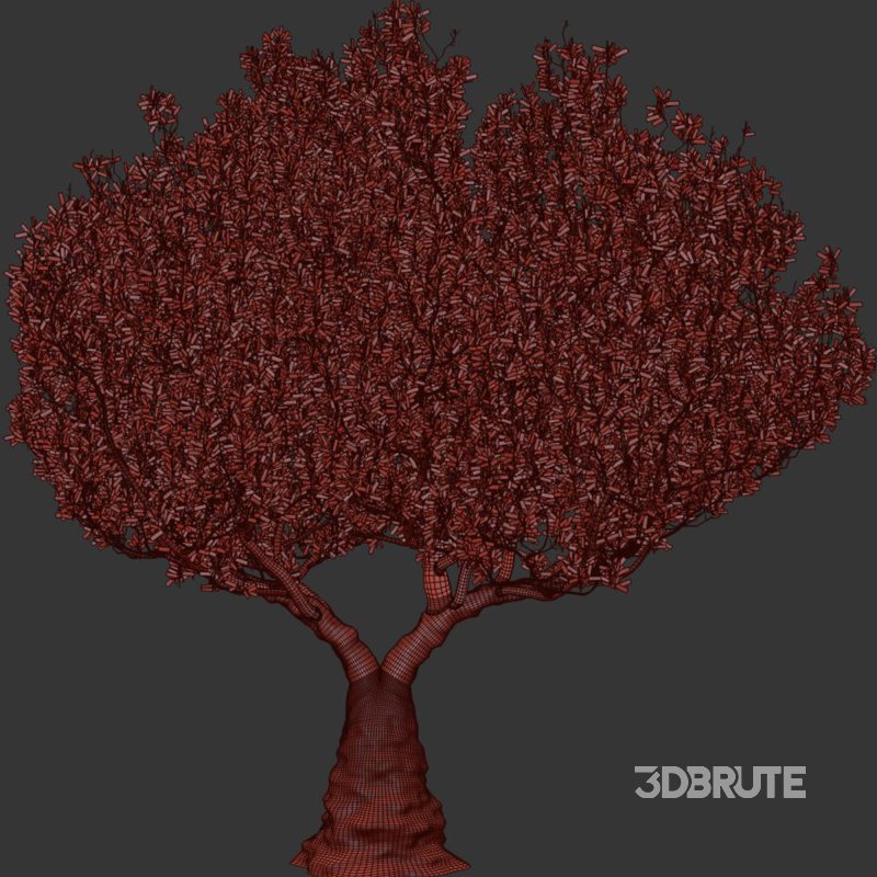 Olive Tree Set50 Image 3