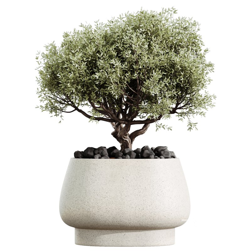 Av House Plants Mission Kalamata Leccino Arbequina Wilsonii Image 2