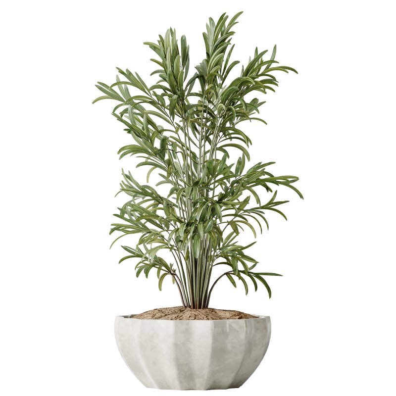 AV Indoor plants set 167 Artificial Olivo Olea Tree and Areca Majesty Cat Reed Palm and Lutescens Areca Palm Image 3