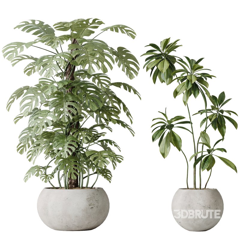 AV Indoor plants set 166 Beech Olea Europaea Olive Eucalyptu and Elegant Monstera Deliciosa and Ficus Cyathistipula Image 2