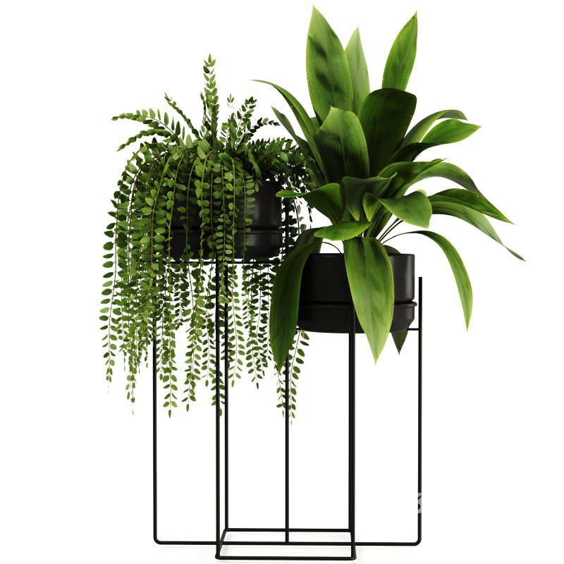 Indoorplants-155 Image 5