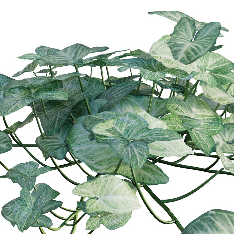 Aglaonema muntifolium Image 2