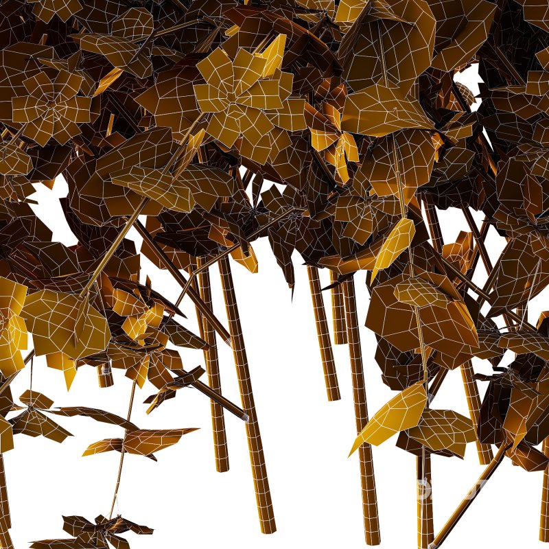 Lavatera Cachemiriana Plant 02 Image 4