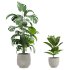 plants set - Thumbnail 4
