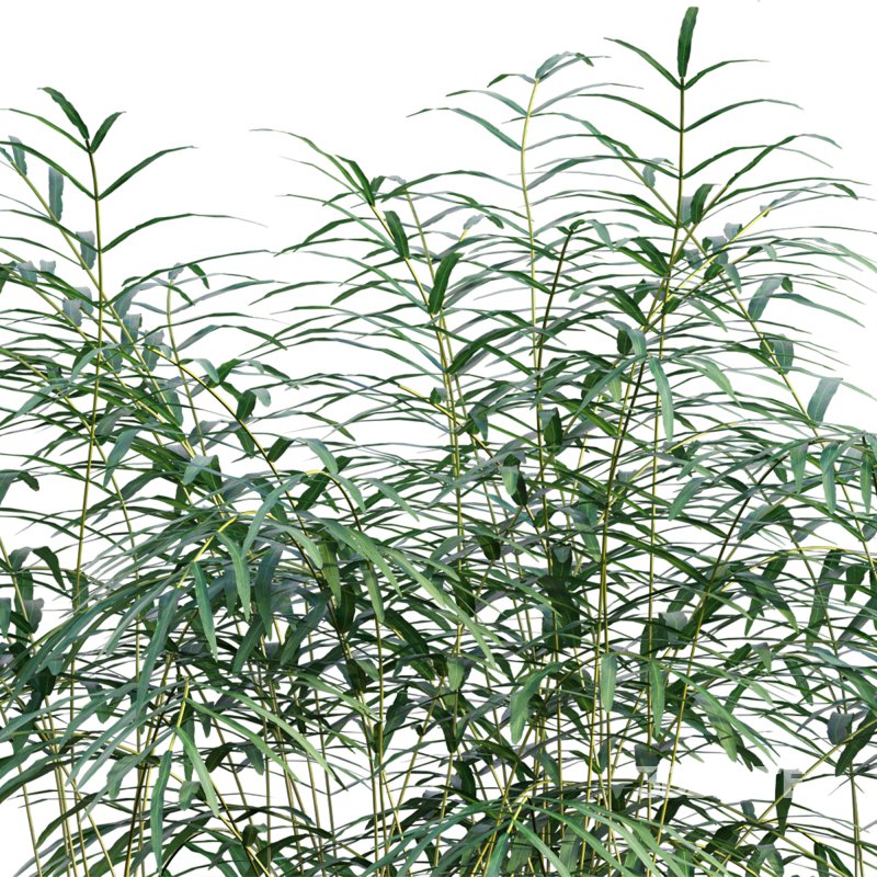 Pteris umbrosa – Jungle Brake Fern Image 2