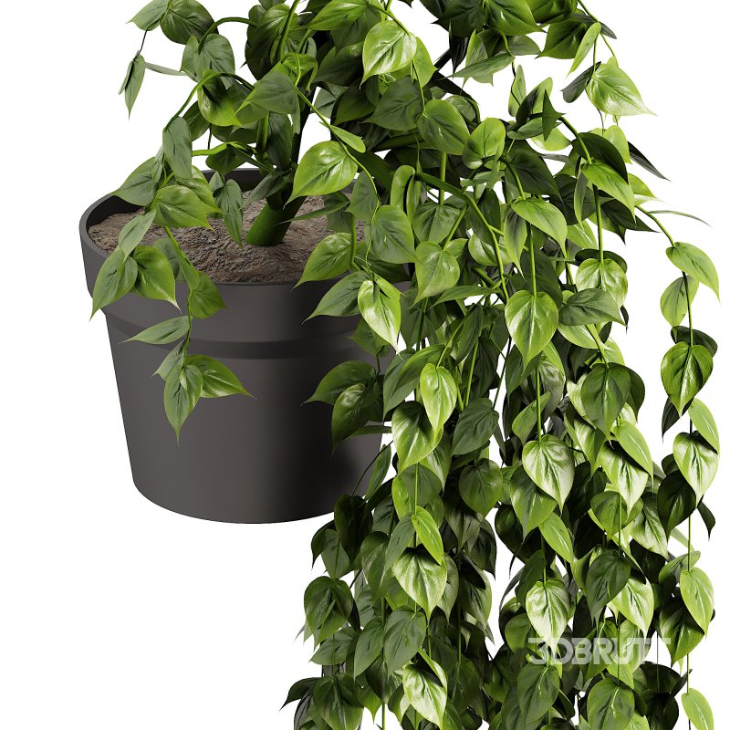 Long Ivy Plant Big Leaf Image 3