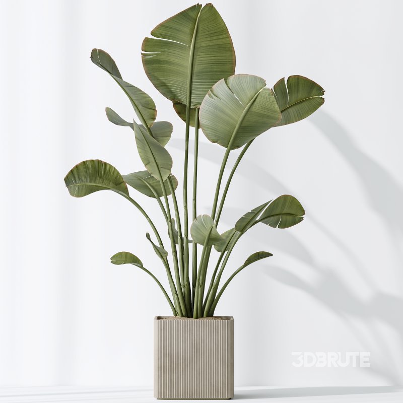 AV Indoor plants set 165 Arbequina Wilsonii Chemlali Olive and Mandarin Citrus Fruit Orange and Ravenala Banana Strelitzia Image 7